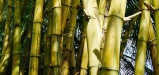 TAHITI - Le bambou par le bon bout