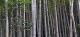 Le bambou : la plante la plus vieille du monde et le matériau du futur