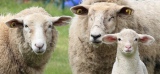 Faut-il arrêter d’acheter de la laine 