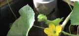 VIDEO - L'aquaponie facilite l'implantation de fermes urbaines