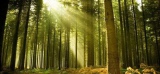 ***Planter des arbres serait la solution la plus efficace face au changement climatique 