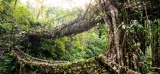 ****En Inde, la tribu khasi construit des ponts vivants avec des racines d'arbres