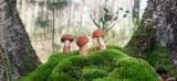 ***La symbiose plantes-champignons, une arme contre le réchauffement climatique 