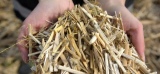Pellets : utiliser le miscanthus « 5 fois moins cher que les granulés de bois », une plante qui pousse en  ...