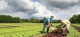 Appels à projets agricoles : la Métropole se mobilise en faveur d’une agriculture durable